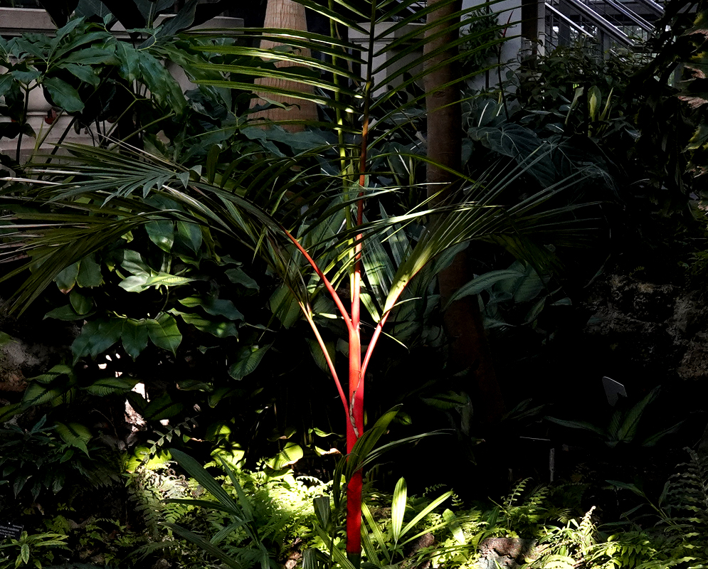 Cyrtostachys renda palms with red crownshafts