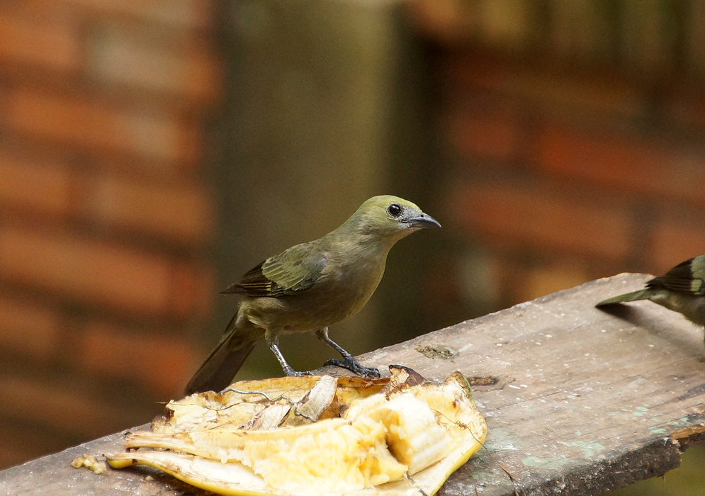 Lionet-gold Palm Tanager eating banana