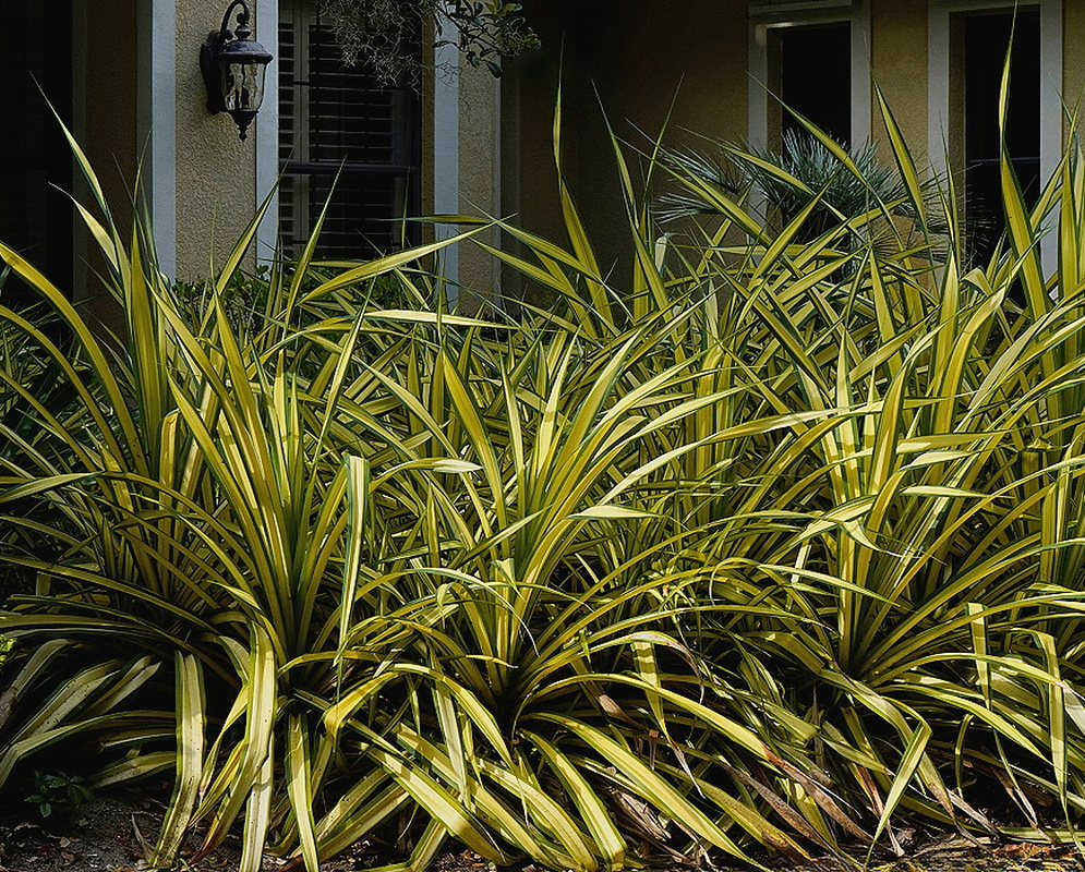 Pandanus tectorius Sanderi plants with dense sprays of yellow-striped sword-shaped foliage