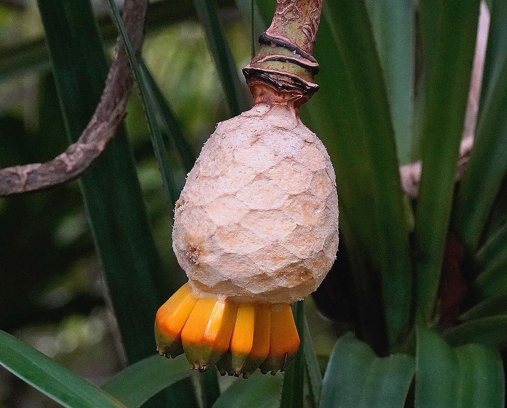 Developing Pandanus utilis compound fruit enclosed by a pale protective covering