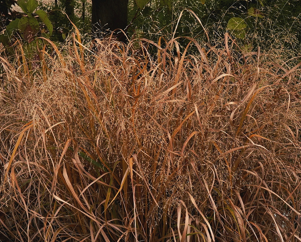 Panicum virgatum Summer Sunrise clump with copper-toned foliage and airy seed heads
