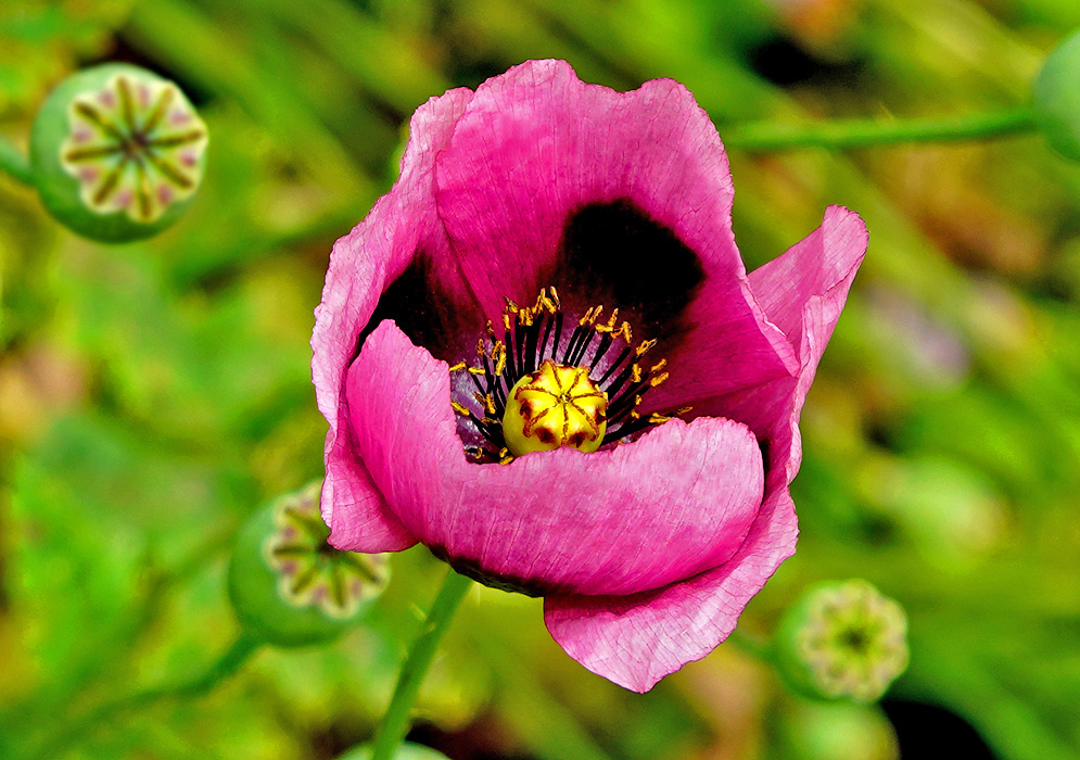 A plum-pink Papaver somniferum flower with dark purple anther and center petals and yellow anthers and pistils