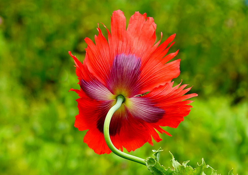 A green Papaver somniferum stem with the backside of a red flower with frilly petals and a purple and yellow center