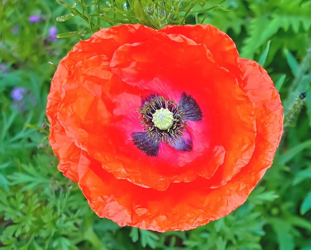 A green Papaver somniferum stem with a side-view of a red and purple flower