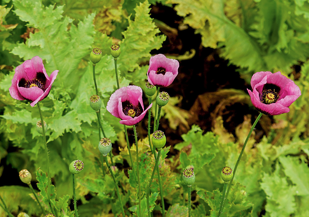 Purple-pink Papaver somniferum flowers and  green capsules