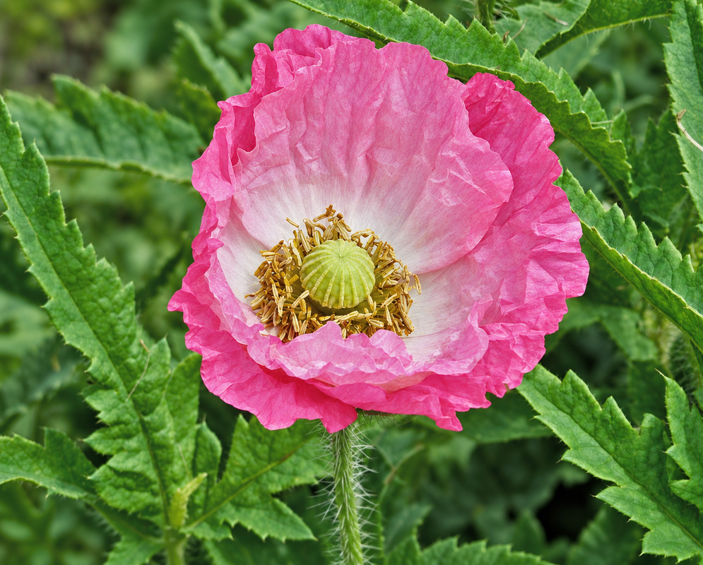 A red Papaver somniferum flower with purple filaments and yellow-brown anthers and purple inner flower petals around a yellow center with violet lines