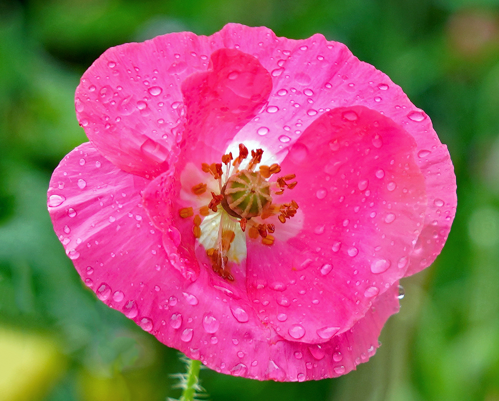 Papaver somniferum pink flower with white inner flower petals covered in raindrops