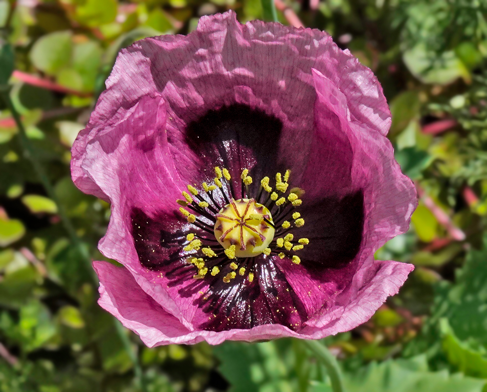 A pink Papaver somniferum flower with white center petals and yellow stamens and pistils