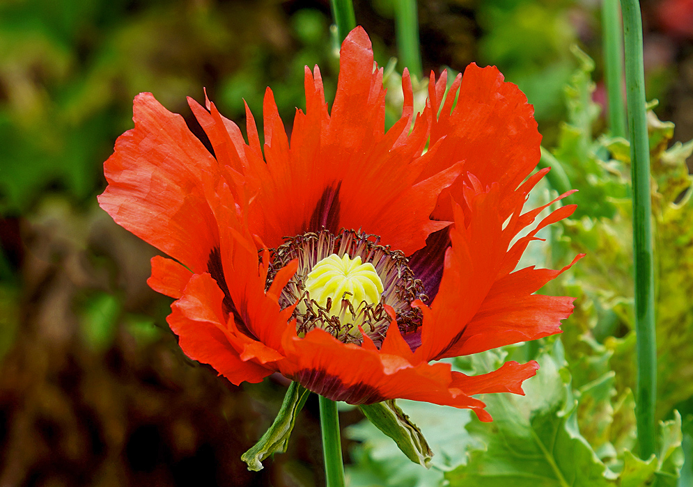 A bright red Papaver somniferum flower with frilly petals and a yellow pistil surrounded by stamens in sunlight
