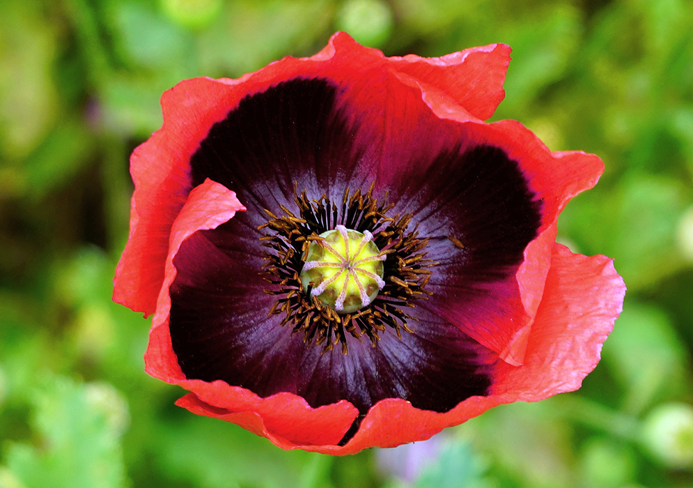A red Papaver somniferum flower with purple filaments and yellow-brown anthers and purple inner flower petals around a yellow center with violet lines