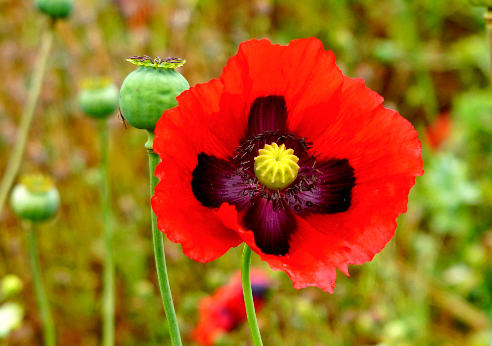 Showy red Papaver Somniferum flower with purple stamens and purple flower petals around a yellow center and a green capsule in the background