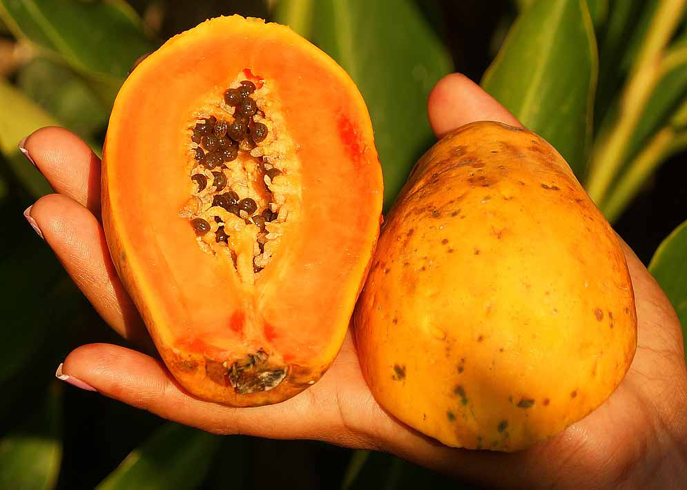 An halved orange Carica papaya in the palm of a hand