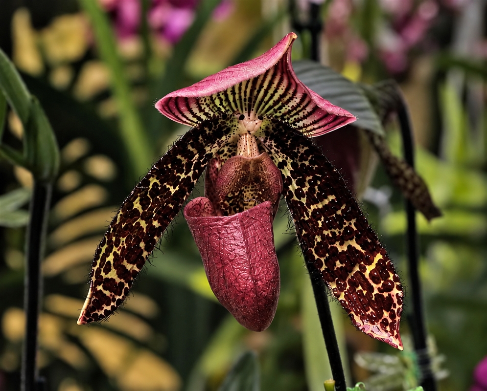 Paphiopedilum Amusingly Wood has a burgundy slipper orchid with spotted petals
