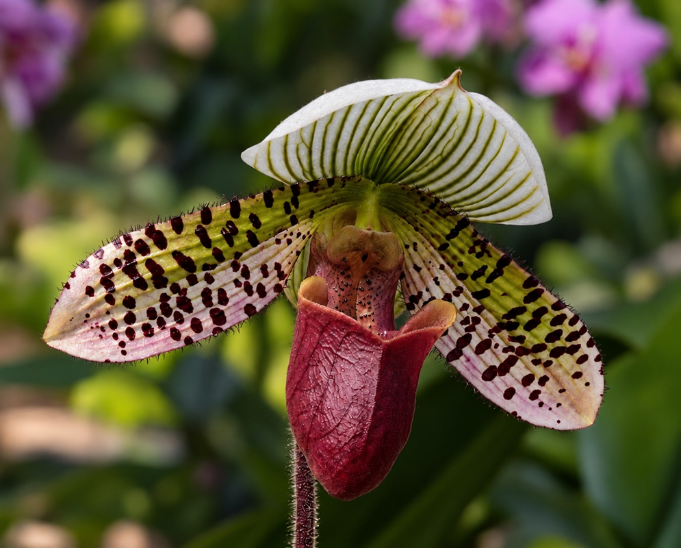 Paphiopedilum Astonishingly Presidential has a slipper orchid with spotted pink petals