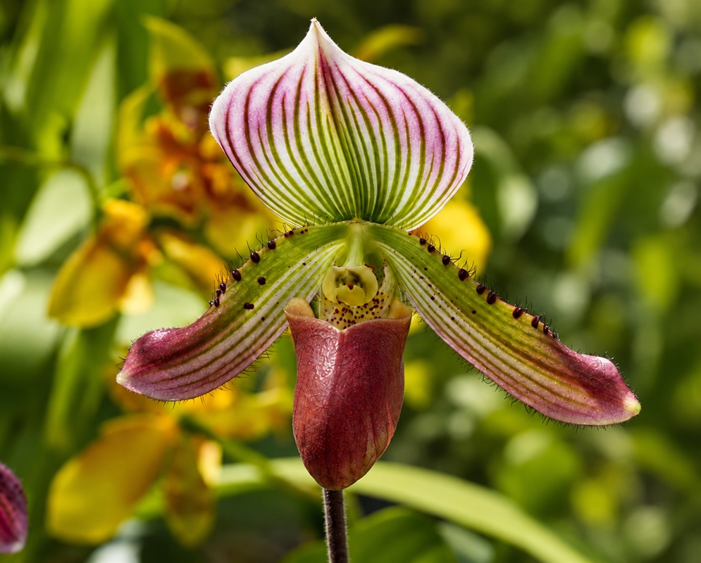 Paphiopedilum callosum has a slipper-shaped flower with a purple and green striped upper sepal