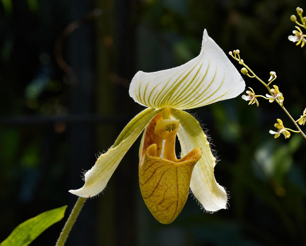 Paphiopedilum Clair de Lune 'Edgard van Belle' has a cream slipper orchid with golden pouch