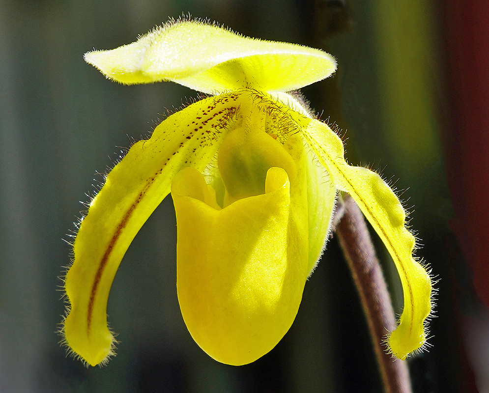 Hairy Paphiopedilum druryi yellow flower in sunlight