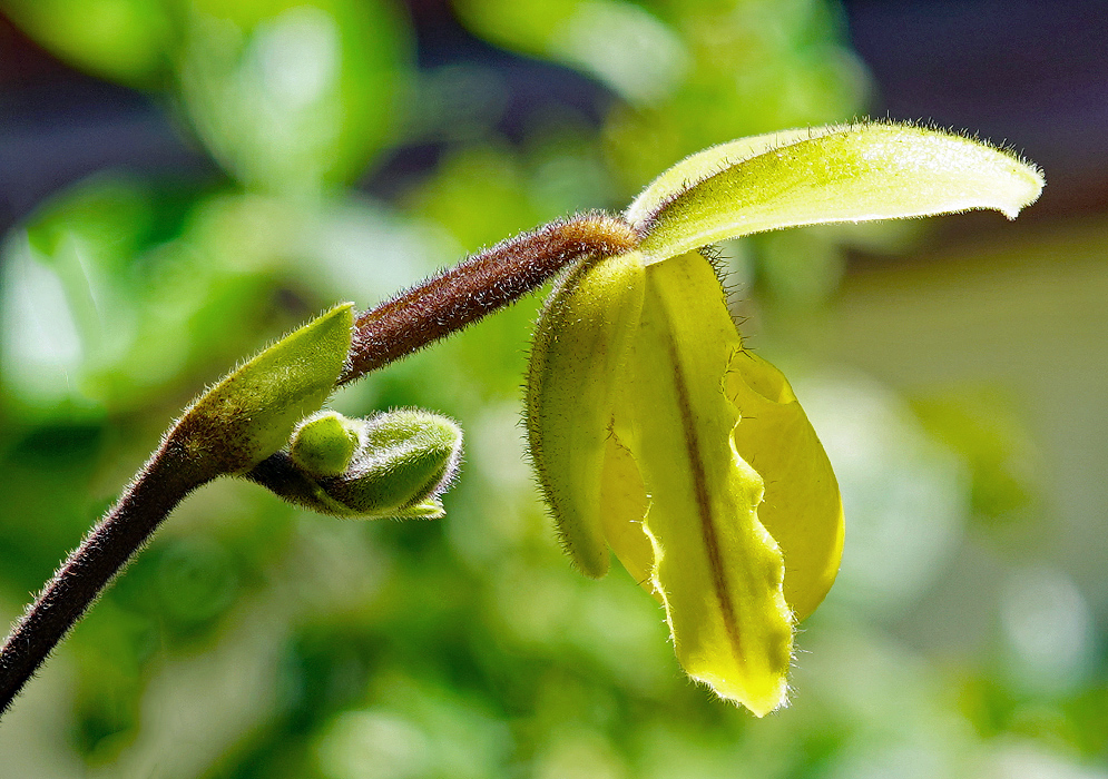 Yellow Paphiopedilum druryi flower