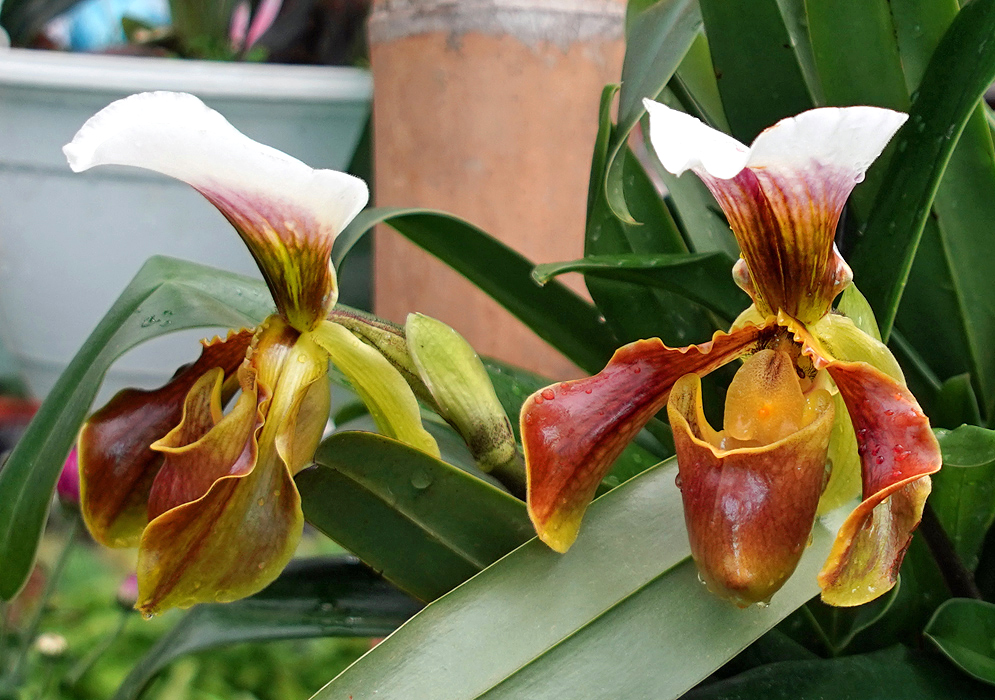 Two Paphiopedilum hybrid colorful flowers