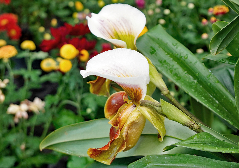 Paphiopedilum hybrid flower in colors of yellow, white and red