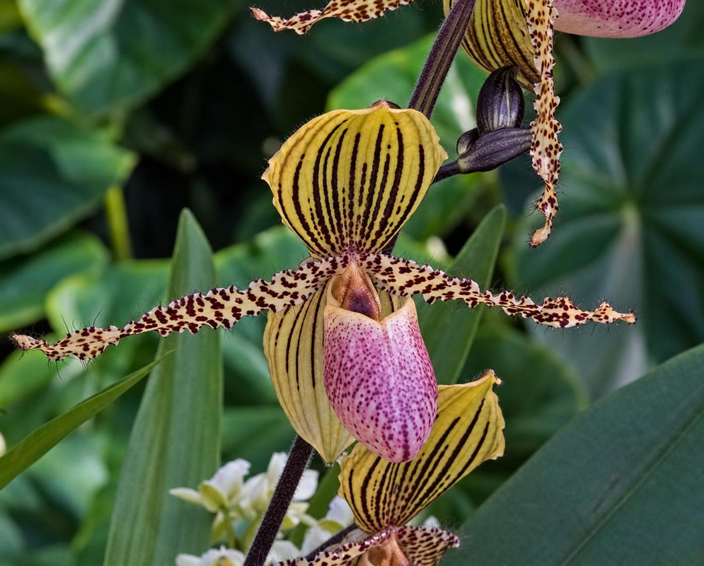 Paphiopedilum liemianum has a pink slipper orchid with spotted horizontal petals