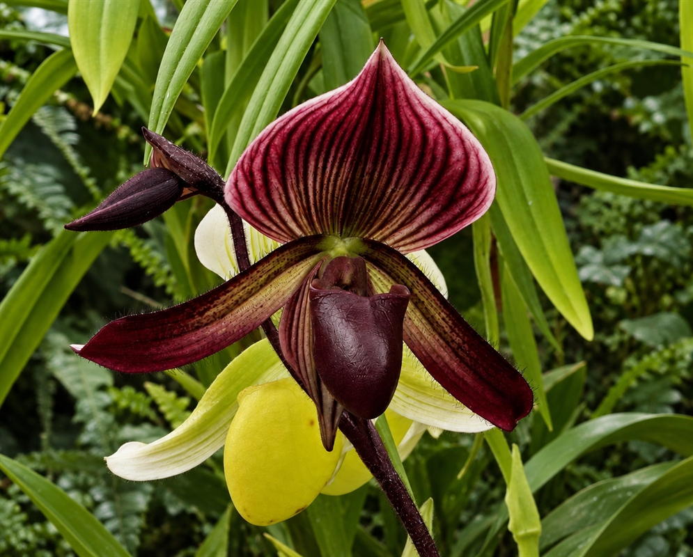 Paphiopedilum Maudiae has a burgundy slipper orchid among strap leaves