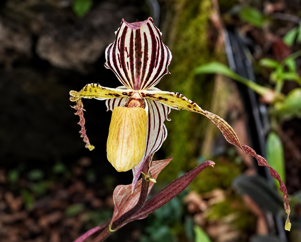 Paphiopedilum Sander's Pride has a striped slipper orchid with long drooping petals