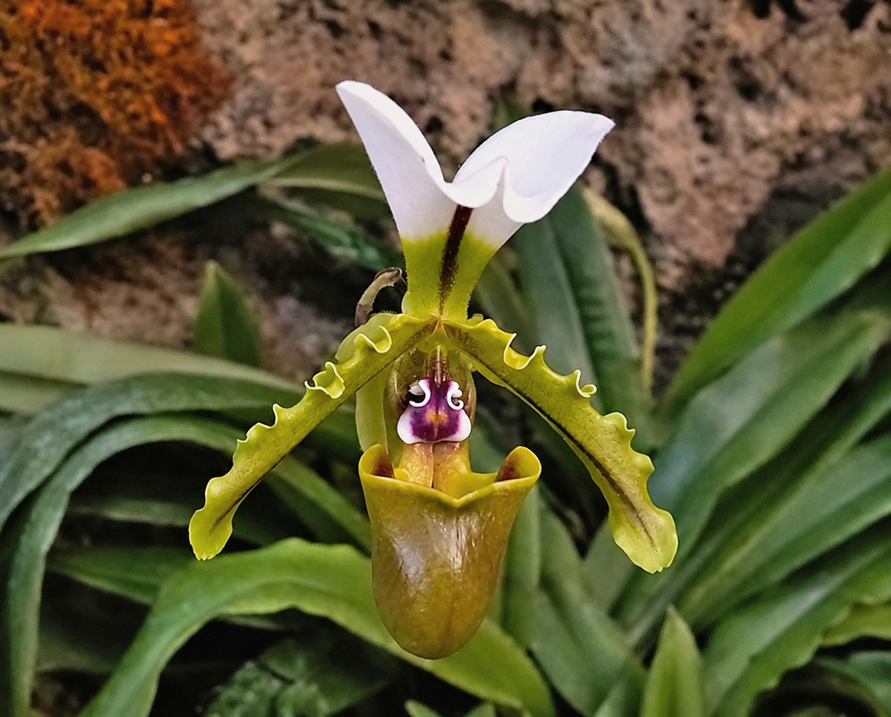 Paphiopedilum spicerianum flower with a white maroon-striped dorsal sepal, rippled green petals, and an olive pouch