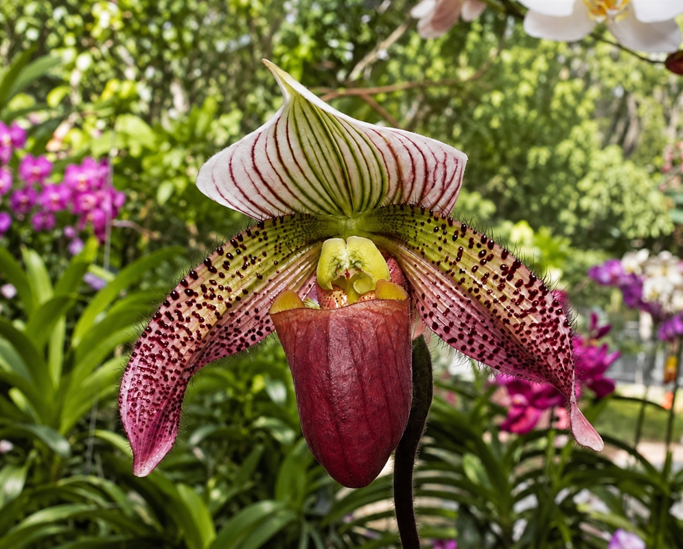 Paphiopedilum Superbly Wood has a burgundy slipper orchid with speckled petals