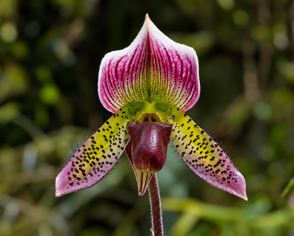 Paphiopedilum Supersuk 'Eureka' × Raisin Pie 'Hsinying' has a purple and green slipper-shaped flower with a pointed upper sepal