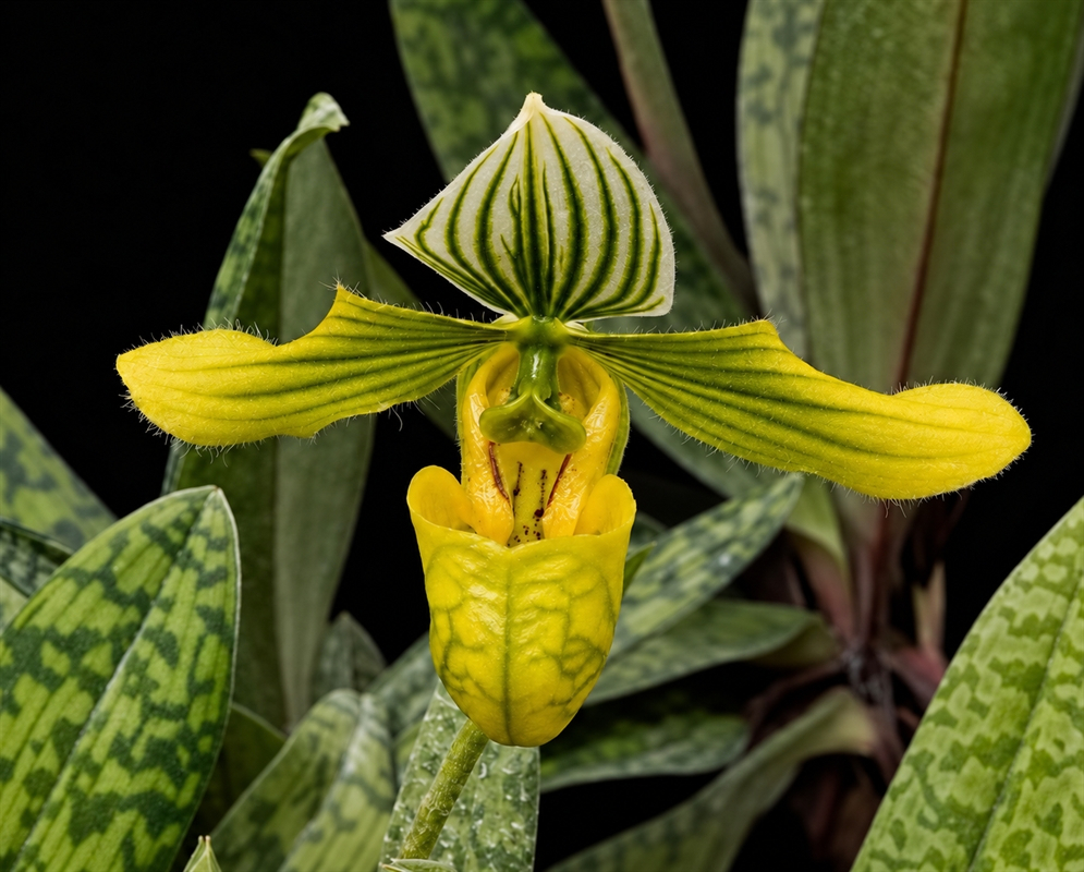 Paphiopedilum wardii 'Chin Hua' has a yellow-green slipper-shaped flower above mottled leaves