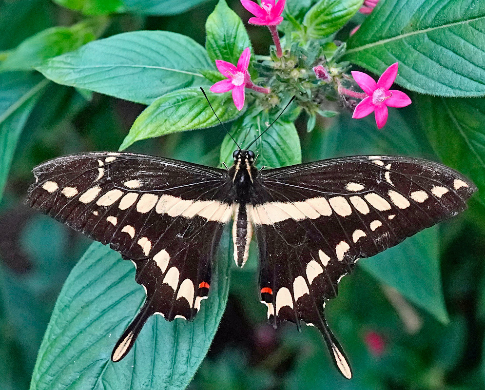 A Papilio thoas holds its black wings open showing broad cream bands and long hindwing tails