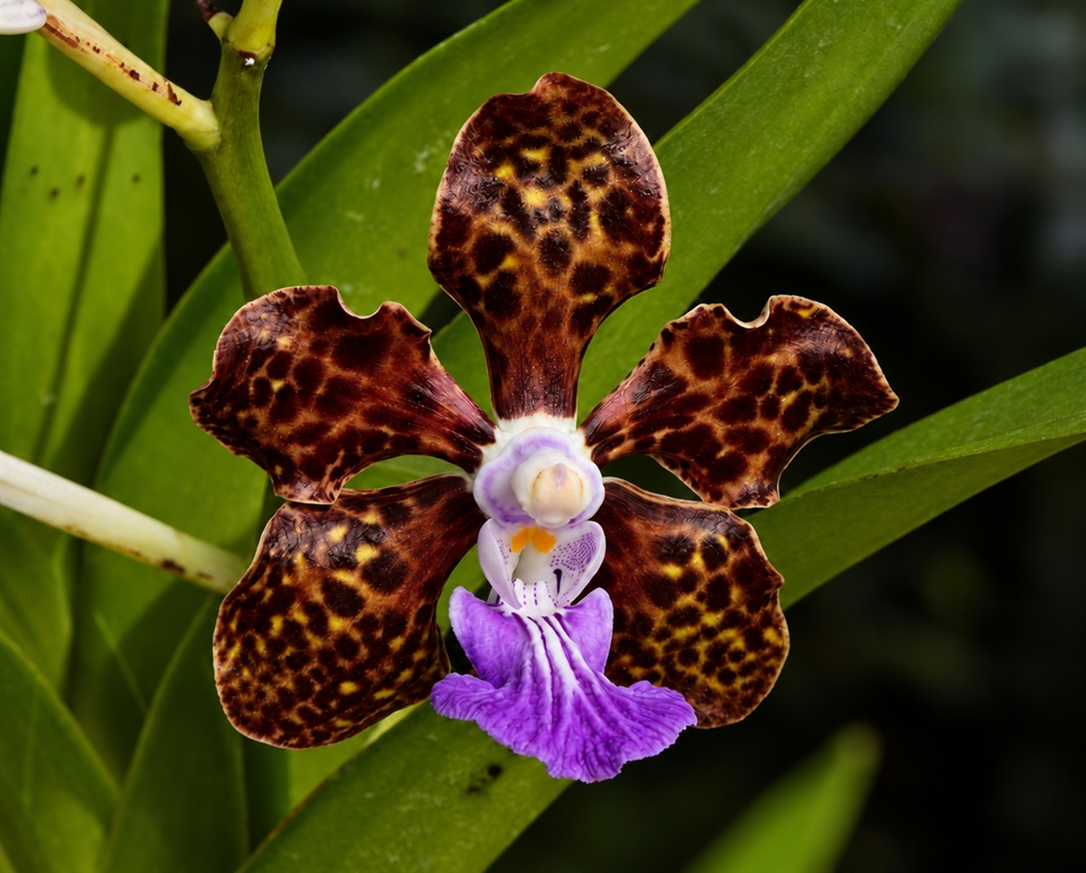 Papilionanda Paksorn Fragrance has a brown spotted orchid with purple lip