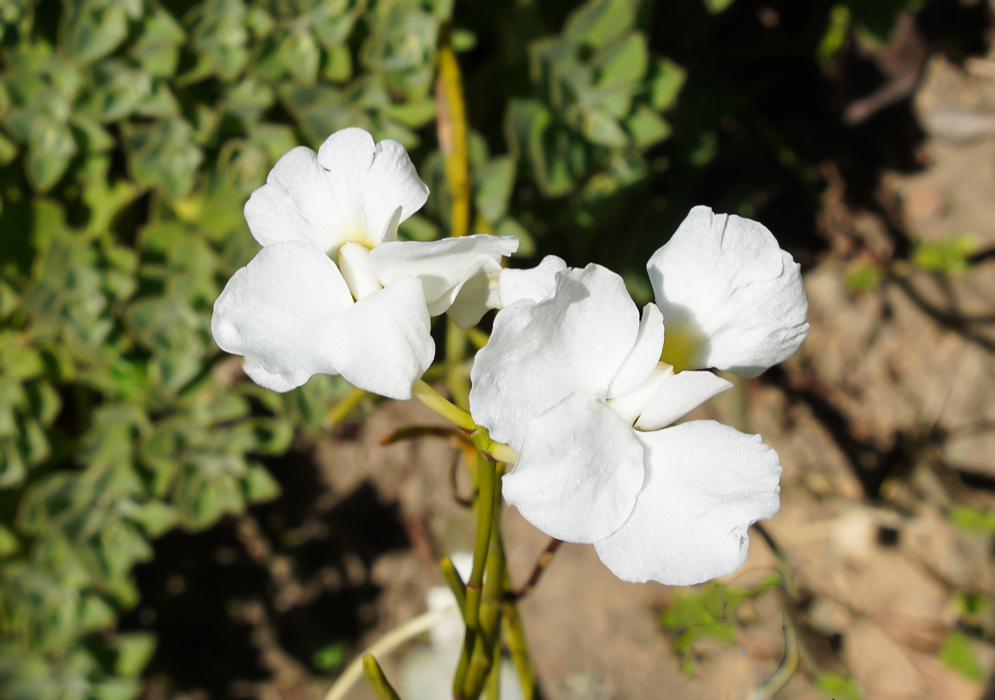 White Papilionanthe teres alba flowers 