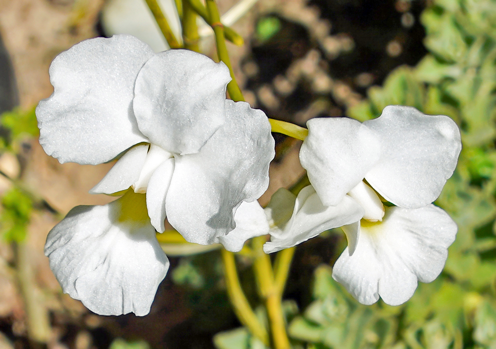 Two white Papilionanthe teres alba flowers with a touch of yellow