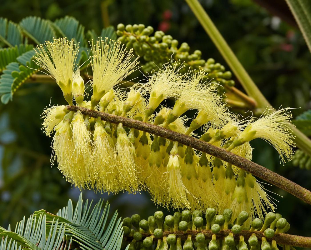Paraserianthes lophantha has cream flower spikes with feathery stamens