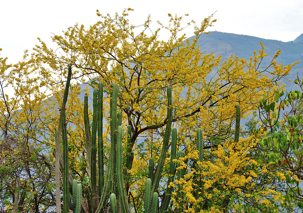 A flowering Parkinsonia praceox tree behind some cactus 
