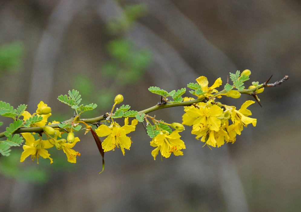A branch of Parkinsonia praceox yellow flowers 
