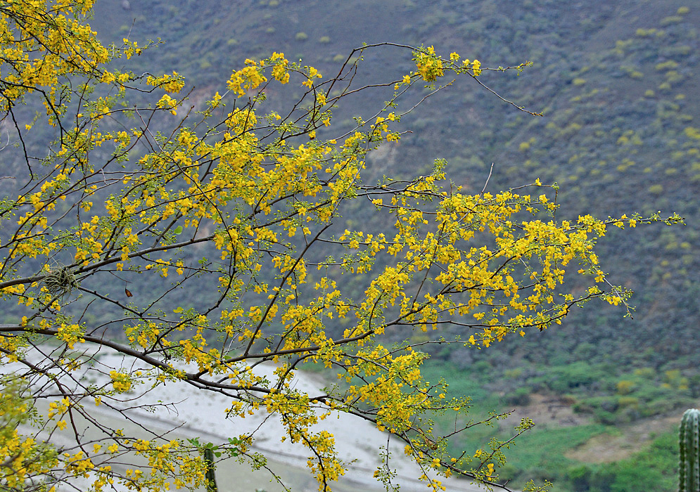 Parkinsonia praceox branches with yellow flowers above a river