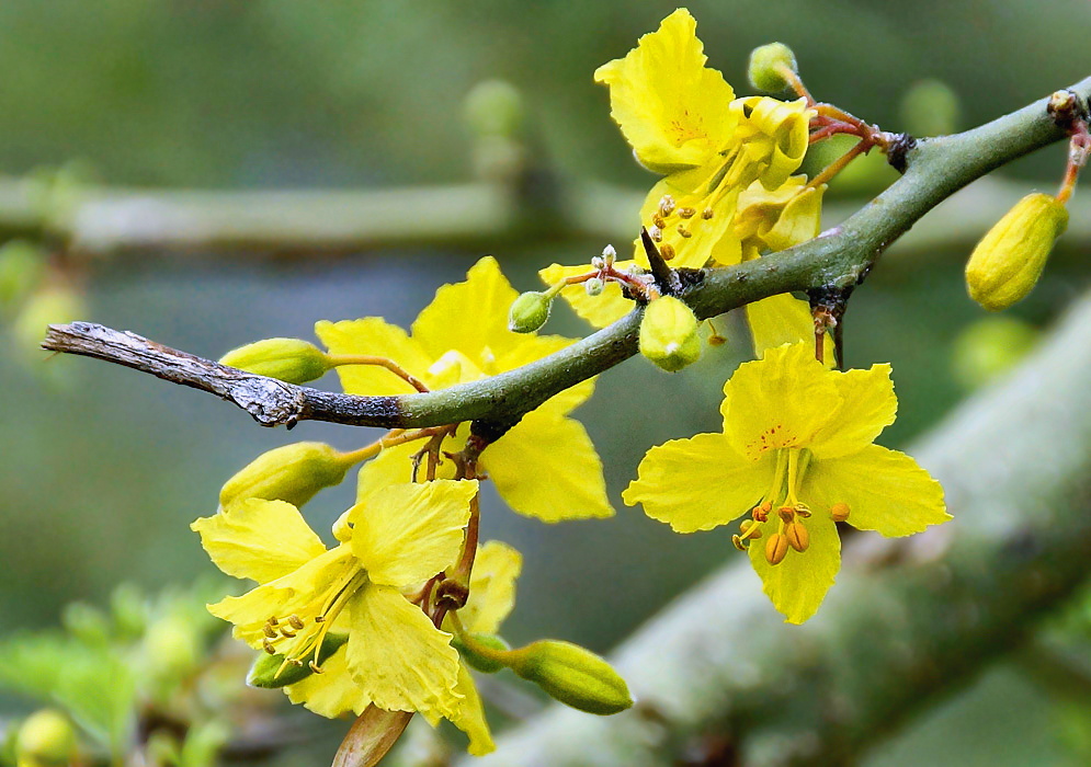 A branch of Parkinsonia praceox yellow flowers 
