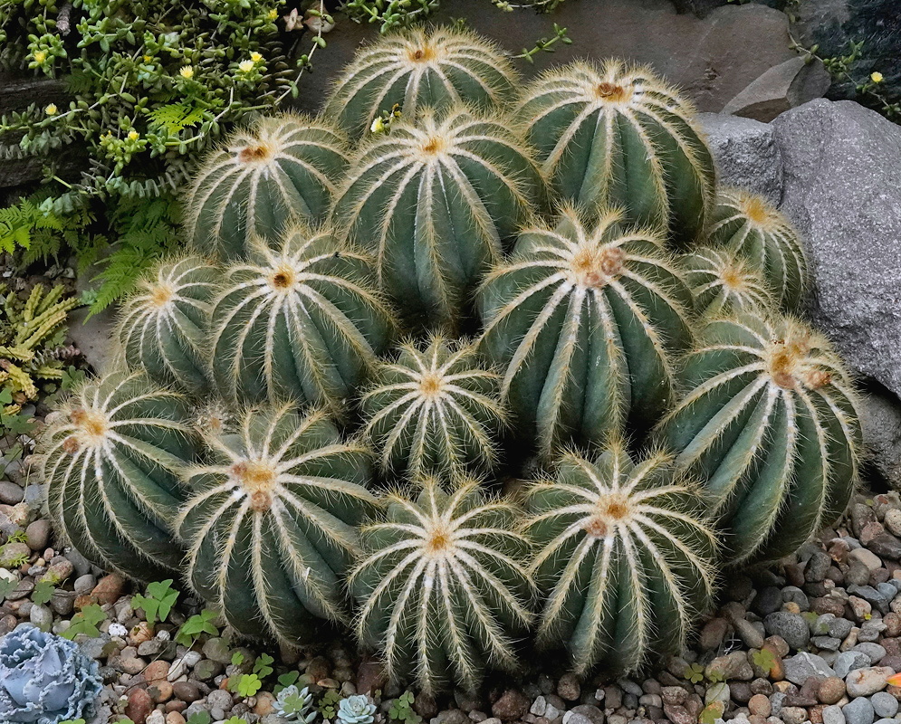 Cluster of rounded Parodia magnifica cacti with deep ribs and pale golden spines