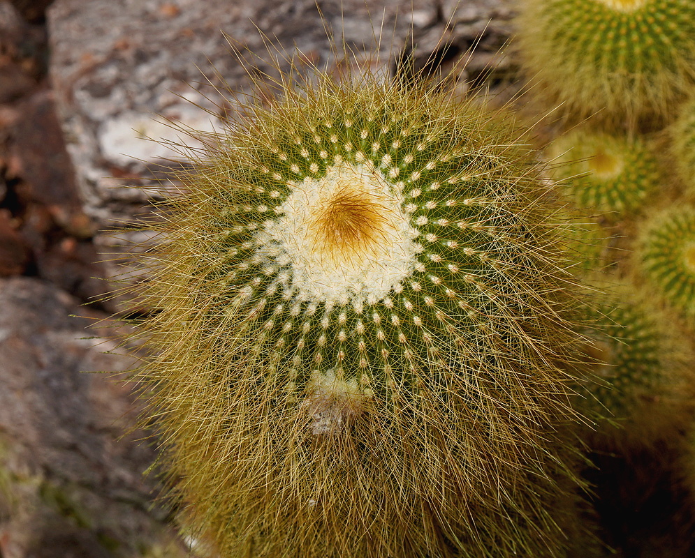 Parodia schumanniana cactus with dense golden spines and a woolly crown viewed from above