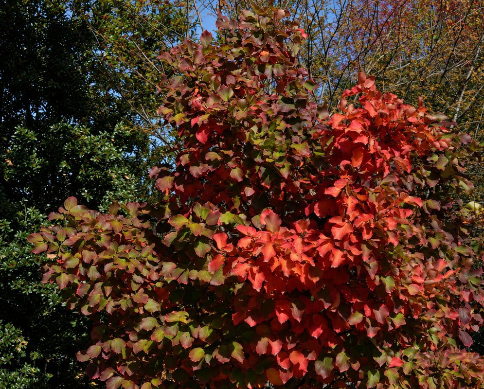 Parrotia persica has a red autumn tree beside garden lawn