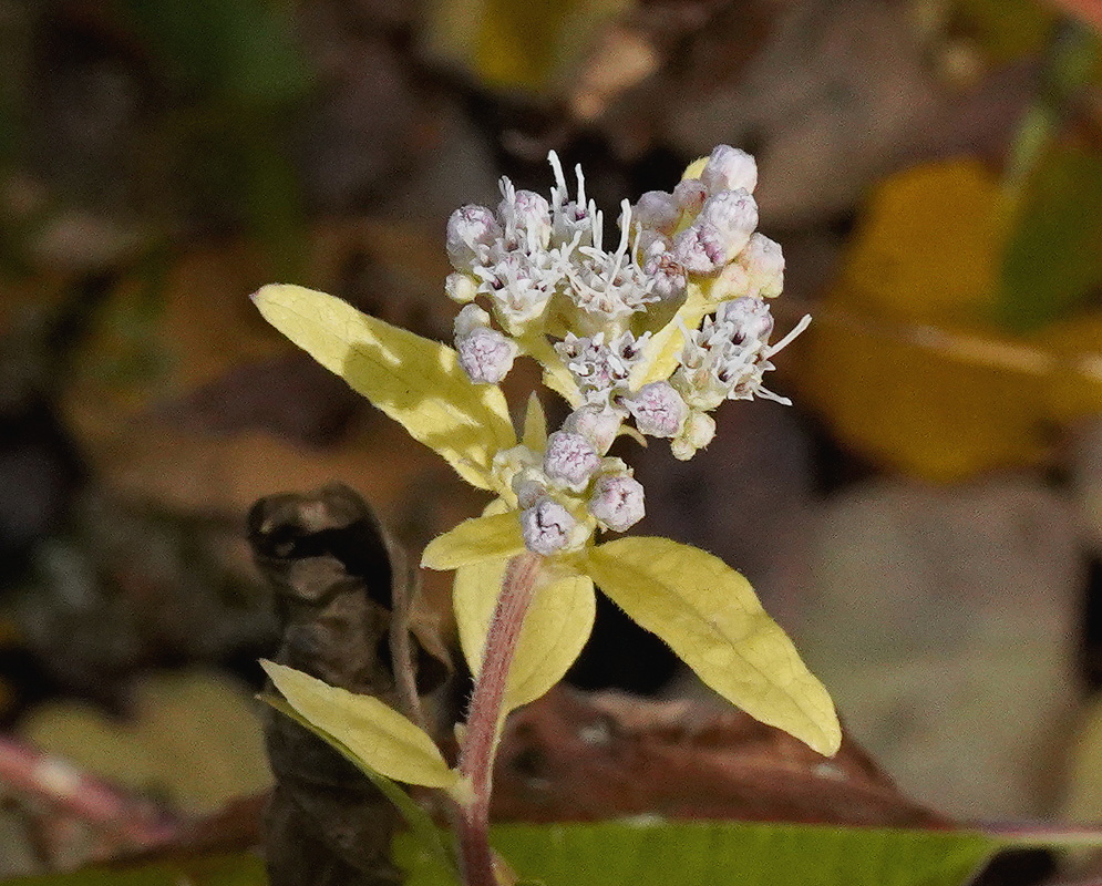 Parthenium integrifolium stem topped with compact clusters of small white flower heads