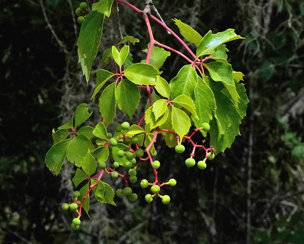 Parthenocissus quinquefolia vine with five-part green foliage and clusters of developing fruit