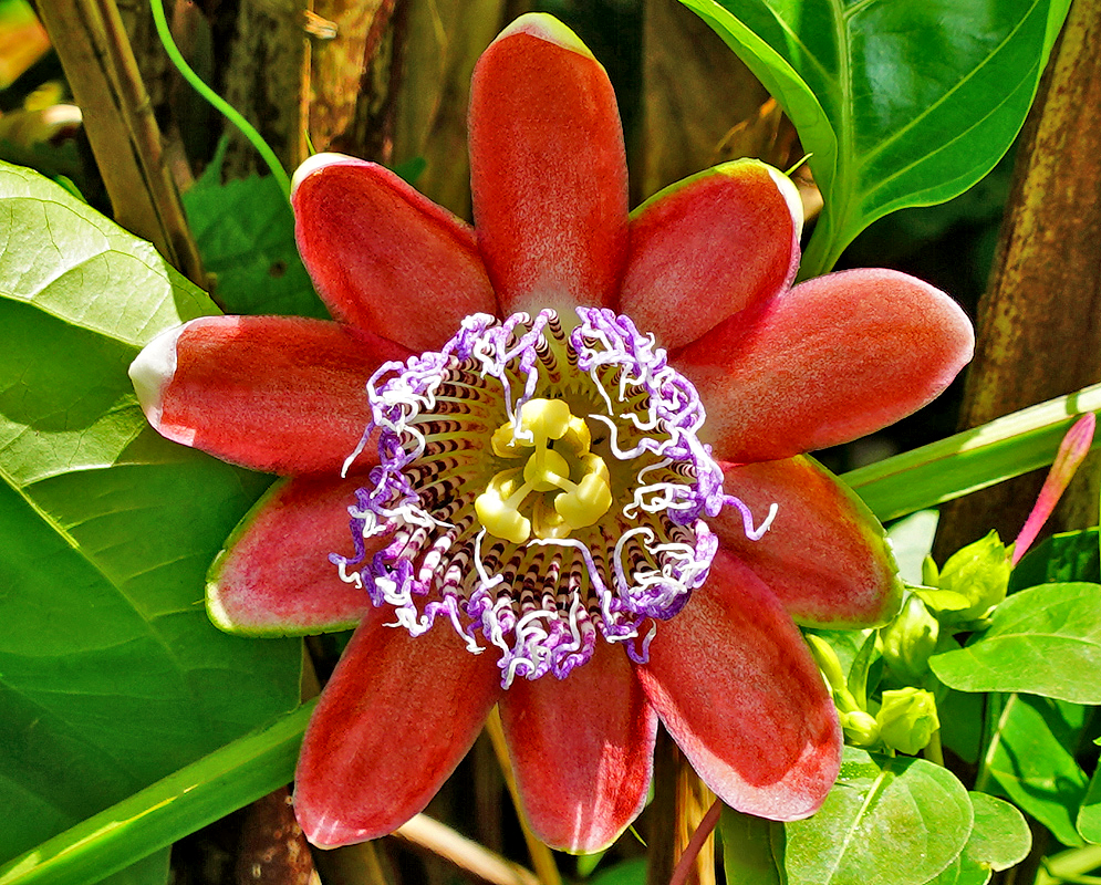 A red Passiflora alata flower with a purple and white corona and a yellow style and stigma in sunlight