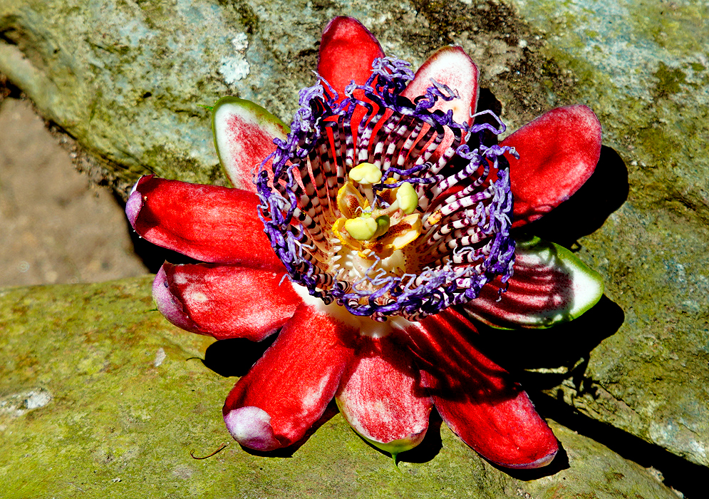 A red Passiflora alata flower with a purple and white corona and a green style and stigma in a yellow petal-like receptacle
