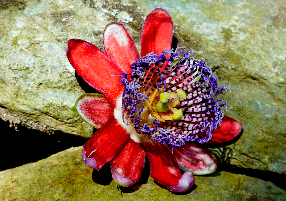 A red Passiflora alata flower with a purple and white corona and a green style and stigma in a yellow petal-like receptacle in sunlight