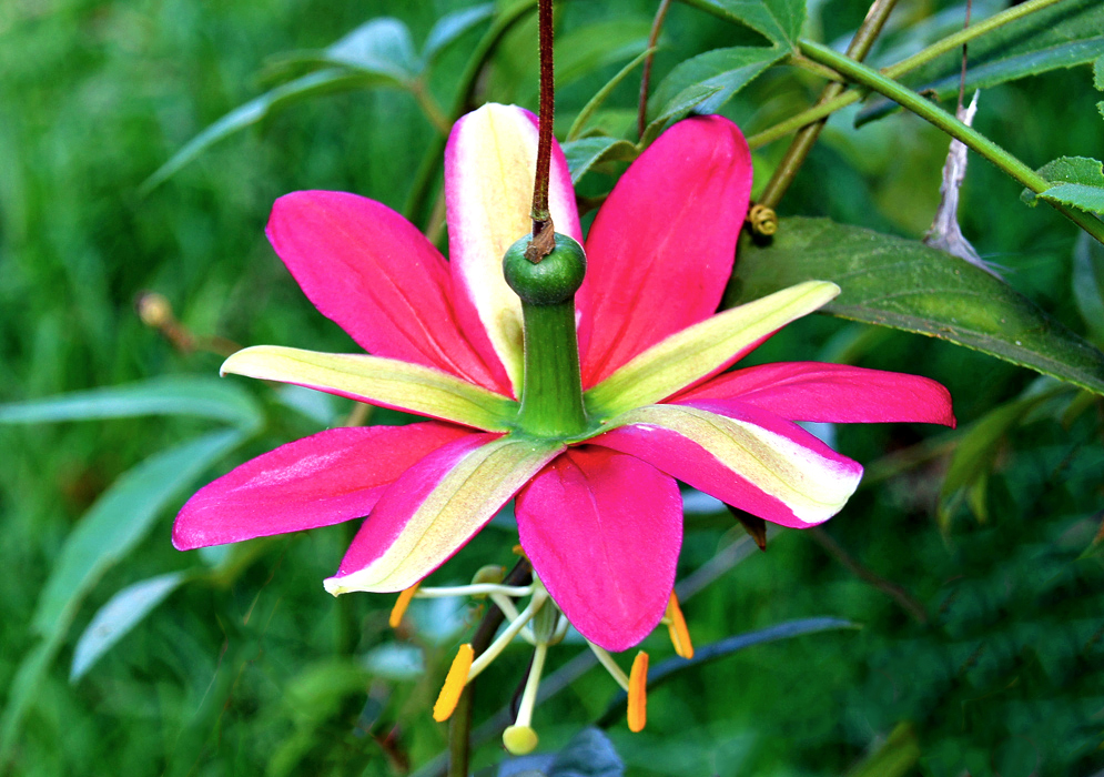 A fuchsia Passiflora antioquiensis flower with yellowish green in the center of five petals, orange anthers and green stigmas 