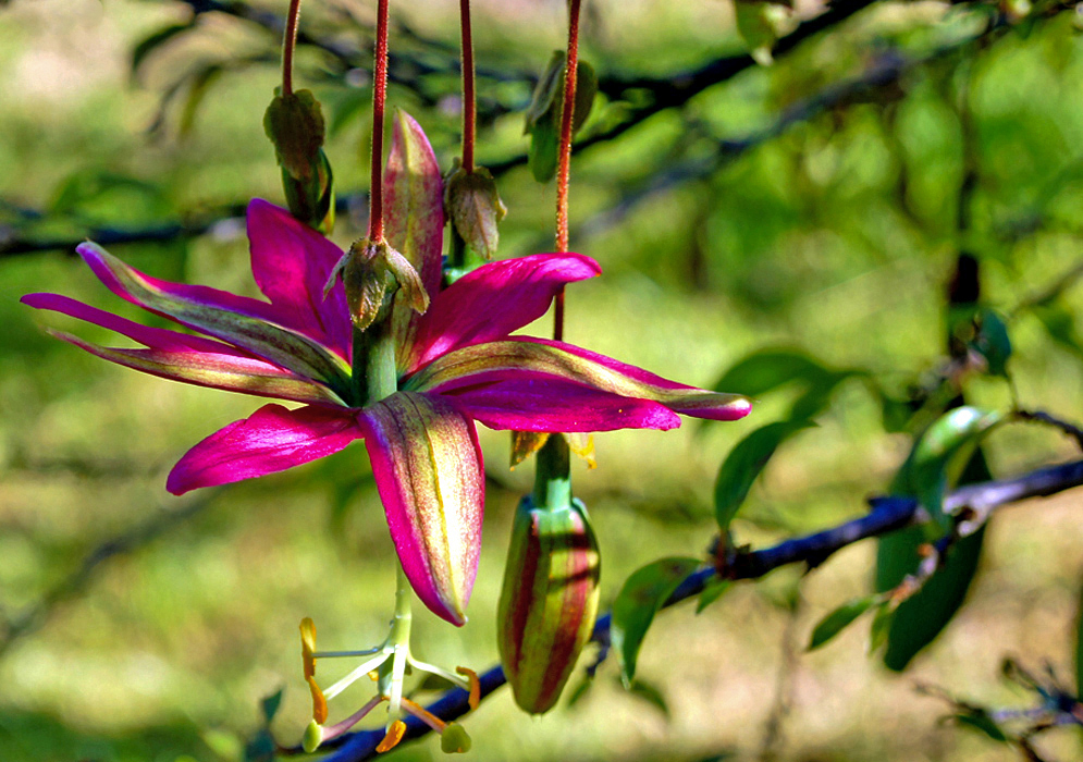 A magenta Passiflora antioquiensis flower with yellowish green in the center of five petals, orange anthers and green stigmas and hanging fruit in the background